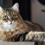 Pet Lifestyle News: Rising Awareness About Cat Nutrition Sparks Major Dietary Shift