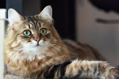 Pet Lifestyle News: Rising Awareness About Cat Nutrition Sparks Major Dietary Shift