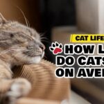 cat lifespan