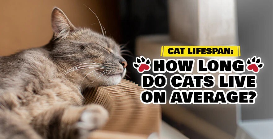 cat lifespan