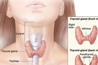 do-you-think-you-have-a-malfunctioning-thyroid?-doctors-say,-consult-before-testing