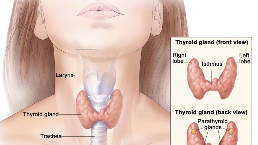do-you-think-you-have-a-malfunctioning-thyroid?-doctors-say,-consult-before-testing