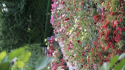 spring-may-be-short-as-imd-predicts-february-warmth | GIBN spring-may-be-short-as-imd-predicts-february-warmth