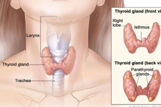 thyroid-disorders:-prevention-and-early-detection