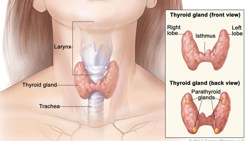 thyroid-disorders:-prevention-and-early-detection
