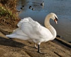 a-race-involving-a-suspected-bird-flu-outbreak-among-thames-valley-swans