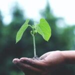 green-credit-programme:-eco-restoration-has-started-on-4,258-hectares,-center-tells-lok-sabha