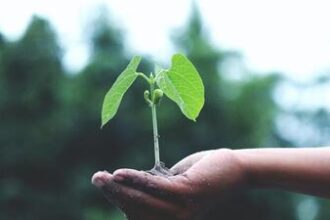 green-credit-programme:-eco-restoration-has-started-on-4,258-hectares,-center-tells-lok-sabha