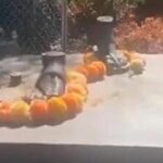 mahatma-gandhi-statue-gifted-to-australia-stolen-in-2021;-mea-says-restore-it