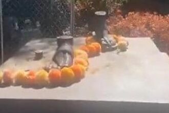 mahatma-gandhi-statue-gifted-to-australia-stolen-in-2021;-mea-says-restore-it