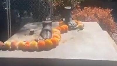 mahatma-gandhi-statue-gifted-to-australia-stolen-in-2021;-mea-says-restore-it