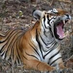 ‘no-resident-tigers’:-goa-files-affidavit-against-cec-report-on-tiger-conservation