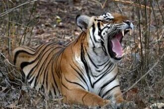 ‘no-resident-tigers’:-goa-files-affidavit-against-cec-report-on-tiger-conservation