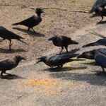 tamil-nadu-government-issues-advisory-after-avian-influenza-detection-in-crow-samples