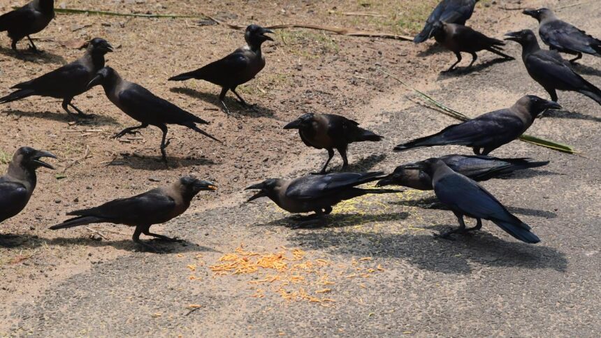tamil-nadu-government-issues-advisory-after-avian-influenza-detection-in-crow-samples