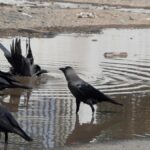 crow-samples-in-tamil-nadu-test-positive-for-h5n1-avian-influenza