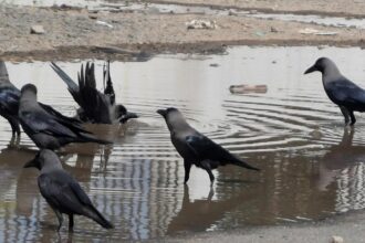 crow-samples-in-tamil-nadu-test-positive-for-h5n1-avian-influenza