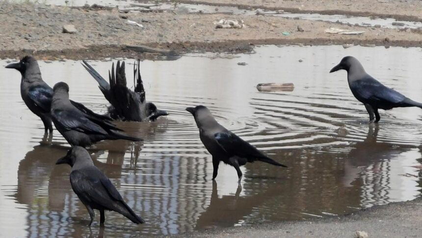 crow-samples-in-tamil-nadu-test-positive-for-h5n1-avian-influenza