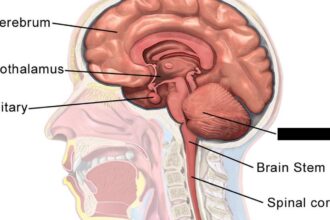 health-quiz:-on-the-brain-and-caring-for-it