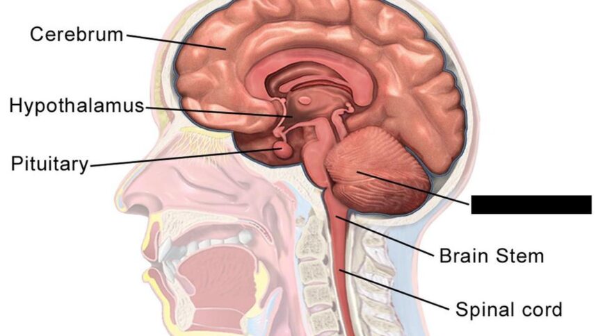 health-quiz:-on-the-brain-and-caring-for-it