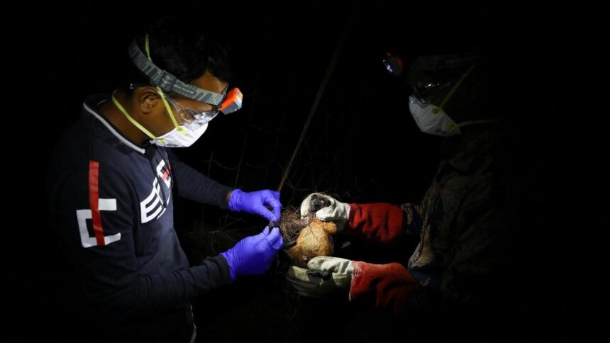 who-confirms-one-nipah-virus-death-in-bangladesh,-weeks-after-two-cases-in-west-bengal