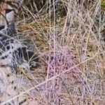 ‘second-time-mother’:-namibian-cheetah-gives-birth-to-5-cubs-in-madhya-pradesh’s-kuno-national-park