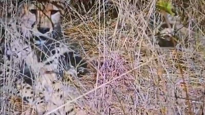 ‘second-time-mother’:-namibian-cheetah-gives-birth-to-5-cubs-in-madhya-pradesh’s-kuno-national-park