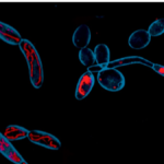 ccmb-scientists-identify-metabolism-as-new-target-for-antifungal-therapies