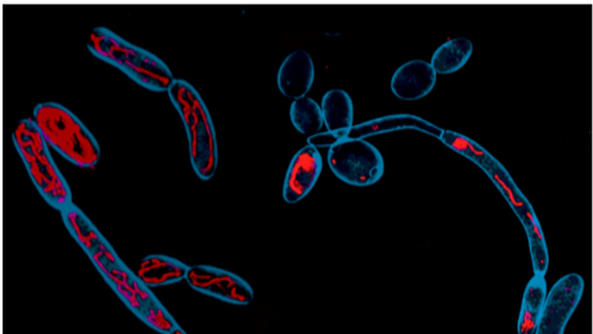 ccmb-scientists-identify-metabolism-as-new-target-for-antifungal-therapies | GIBN ccmb-scientists-identify-metabolism-as-new-target-for-antifungal-therapies
