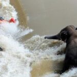 three-women-die-after-being-attacked-by-ticks-in-the-forests-of-odisha