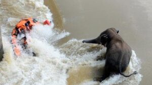 three-women-die-after-being-attacked-by-ticks-in-the-forests-of-odisha