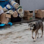 ukraine-combats-a-new-deadly-threat:-rabies