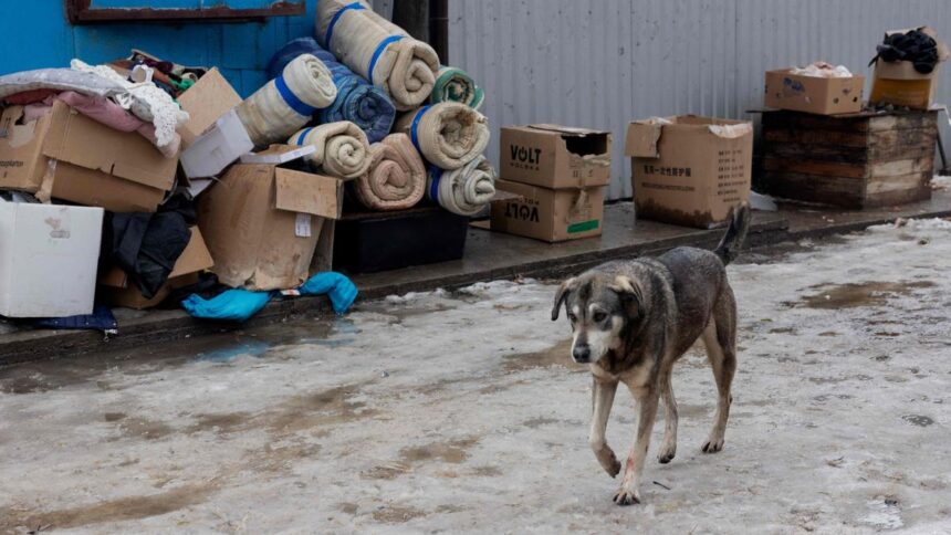 ukraine-combats-a-new-deadly-threat:-rabies