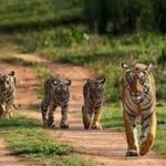 mp-hc-seeks-report-on-54-tiger-deaths-last-year,-6-in-bandhavgarh-this-year