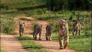 mp-hc-seeks-report-on-54-tiger-deaths-last-year,-6-in-bandhavgarh-this-year