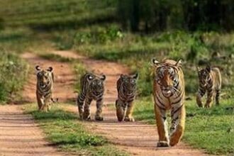 mp-hc-seeks-report-on-54-tiger-deaths-last-year,-6-in-bandhavgarh-this-year