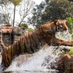 a-single-window-node-is-available-for-land-acquisition-in-tiger-reserves