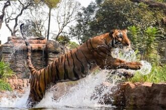 a-single-window-node-is-available-for-land-acquisition-in-tiger-reserves