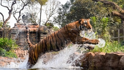 a-single-window-node-is-available-for-land-acquisition-in-tiger-reserves