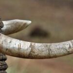 kerala:-2-ivory-tusks-stolen-from-army-camp-at-pangode,-police-investigation-underway