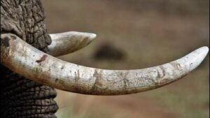 kerala:-2-ivory-tusks-stolen-from-army-camp-at-pangode,-police-investigation-underway