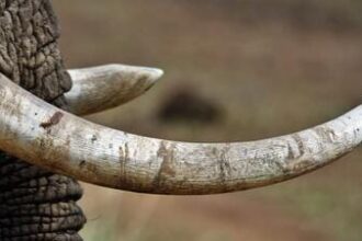 kerala:-2-ivory-tusks-stolen-from-army-camp-at-pangode,-police-investigation-underway