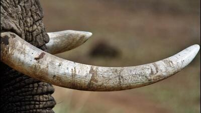 kerala:-2-ivory-tusks-stolen-from-army-camp-at-pangode,-police-investigation-underway
