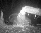 a-second-wild-beaver-has-been-spotted-living-in-a-norfolk-nature-reserve