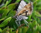 new-zealand-bug-of-the-year:-a-moth-named-avatar-was-the-winner-after-the-mining-threat