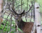 deer-shooting-to-be-eased-in-england-to-protect-forests