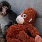 tokyo-baby-monkey-finds-comfort-in-‘punch’-stuffed-orangutan;-attractions-zoo-visitors