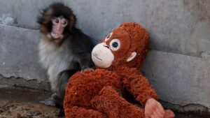 tokyo-baby-monkey-finds-comfort-in-‘punch’-stuffed-orangutan;-attractions-zoo-visitors