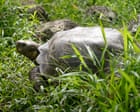 floreana-giant-tortoise-reintroduced-to-galapagos-island-after-almost-200-years