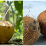 a-nutritionist-at-apollo-bengaluru-explains-which-is-better-for-you:-green-or-brown-coconut-water